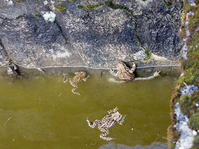 Žáby migrují k vodě přes silnice, dobrovolníci jich tisíce zachraňují