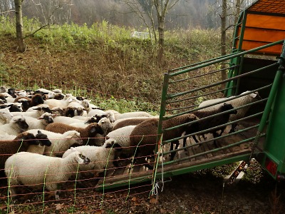 Ovce z krkonošských luk jsou již doma