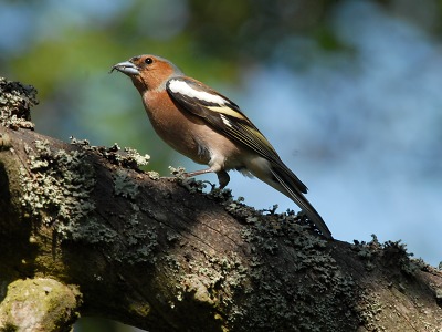 Co nám to zpívá na zahradě aneb Zpěv ptáků kolem nás
