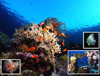 Ponořte se do Podmořského světa Jiřího Šádka