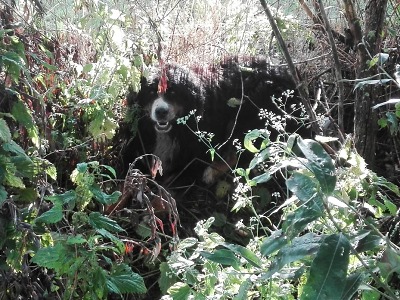Bernský salašnický pes blokoval D10, pak se nechal uplatit klobásami