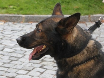 Vykradače chalup na Semilsku vyčenichal policejní pes schované ve skříni