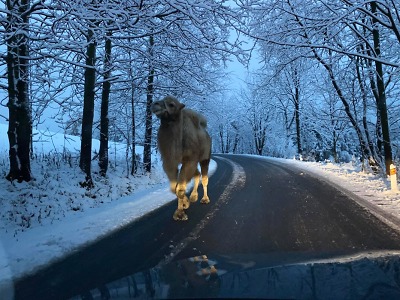 Neobvyklým turistou po zasněžené silnici v Jizerkách byl velbloud