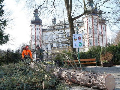 FOTO: Ve Vrchlabí padl dlouholetý vánoční strom