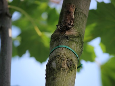 Vandal poškodil nedávno vysazený strom v Brigádnické ulici v Turnově