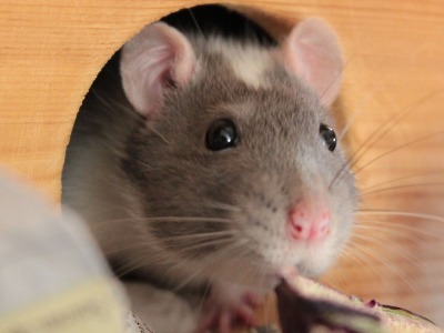 Na turnovských sídlištích se zvýšil počet potkanů 