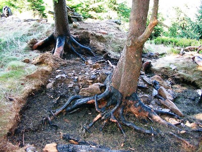 Požár na Vlčím hřebeni v západních Krkonoších včas objevili lesníci