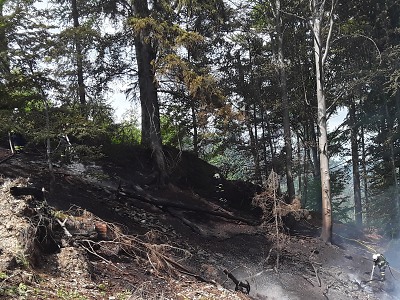 Hasiči zasahovali u požáru lesa v Poniklé