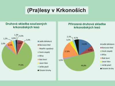 (Pra)lesy jsou i v Krkonoších