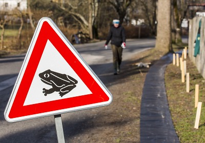 Řidiči pozor! Začíná jarní migrace žab