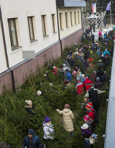 Správa KRNAP prodala 180 vánočních stromků s certifikátem FSC