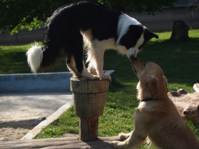 Volný pohyb psů upraví v Semilech na míru šitá vyhláška