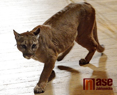 V lesích u Stružince se má pohybovat puma, možná rys či kočka