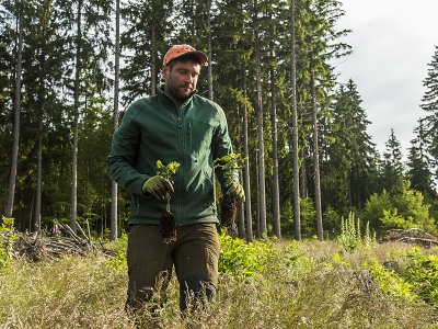 Jedle se vrací v Krkonoších na své původní stanoviště