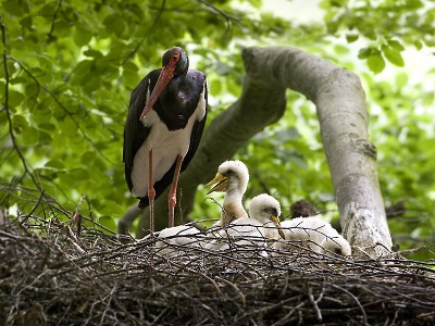 Červnovým živočichem kampaně KRNAP je čáp černý