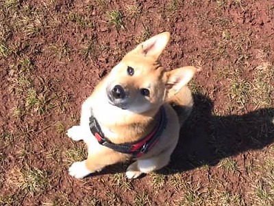 Hledá se půlroční štěně Bailey, které uteklo v Semilech