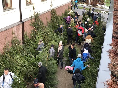 Správa KRNAP prodala 120 vánočních stromků s certifikátem FSC