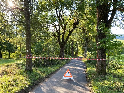 Ošetřují Studenovskou alej, aby zajistili její bezpečnost a dlouhověkost