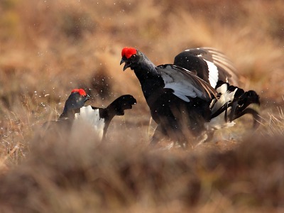 Tetřívci začínají tokat. KRNAP zavírá dočasně některé cesty