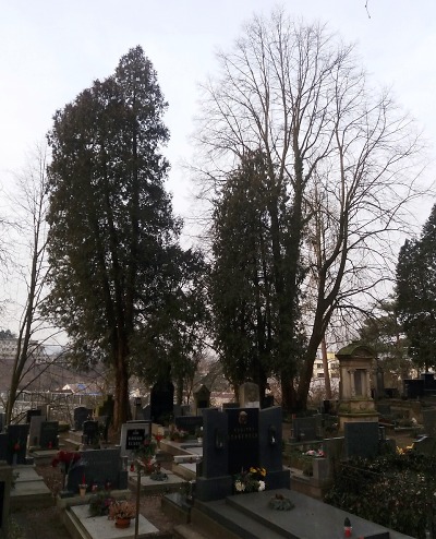 Dva stromy pokácí na Mariánském hřbitově v Turnově