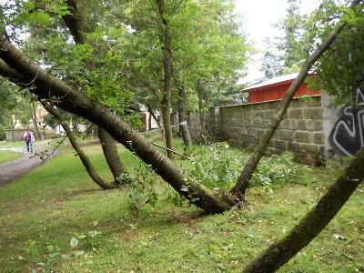 Poškozený strom u turnovského letního kina museli pokácet