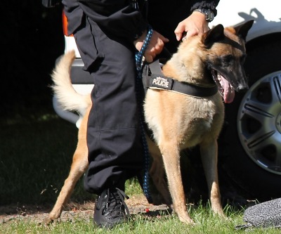 Služební pes městské policie byl nalezen a bude v pořádku