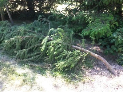 Městskou zeleň v Turnově někdo záměrně poškodil