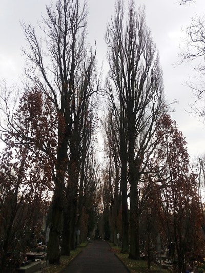 Na Mariánském hřbitově v Turnově ošetří památné duby