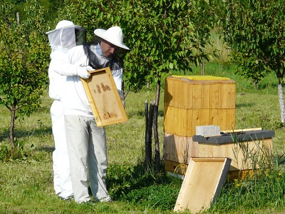 Liberecký kraj vyhlásil granty pro včelaře
