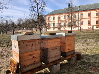 Včely našly nový domov v klášterní zahradě ve Vrchlabí