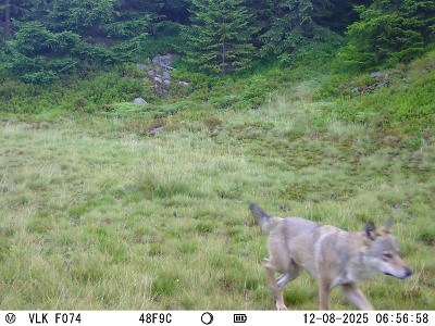 Vlk se (opět) stal součástí krkonošské přírody