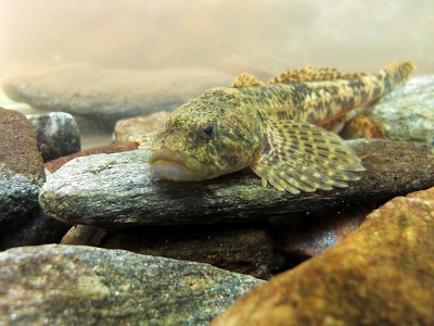 Připomínáme si Světový den divoké přírody