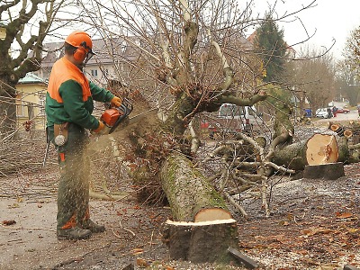 Ve Vrchlabí pokáceli nemocné stromy, na jaře je nahradí nové