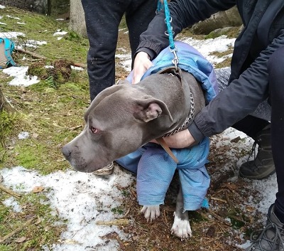 Hasiči vyprostili zaklíněného psa v obci Hrubá Skála