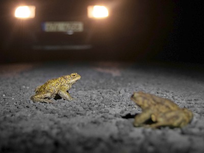 Žáby míří přes silnice k rybníkům. Dobrovolníci jim pomáhají přežít