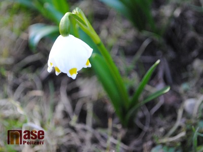FOTO: Na zahrádky přišlo jaro, ale v příštích dnech se znovu ochladí