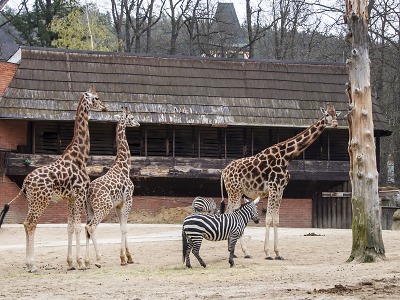 Žirafy, zebry i levharti v novém. Kraj pomáhá zoologické zahradě