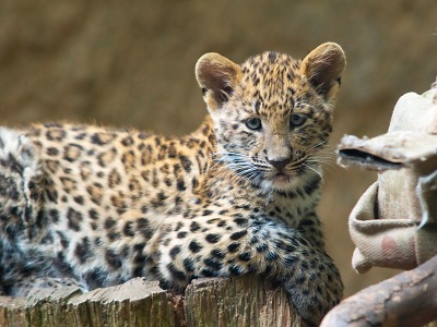 Turistické trháky v kraji: iQpark, zoo a Dinopark 