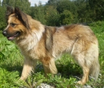 BOLT: kříženec kolie, pes, 1 - 2 roky. Zatím nedůvěřivý, ale hodný. Nalezen v Jiříkově. 