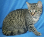 MAŠLIČKA: 3 - 4 měsíce staré kotě, nalezené v Jílovém. Je to milá a hodná kočičí slečna. 