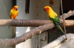 Zvířecí farmu hlídají papoušci