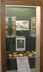 Zahájení výstavy Brambory a kaše, to je strava naše v Krkonošském muzeu v Jilemnici