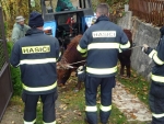 Turnovští profesionální hasiči chytali býka v obci Studnice u Turnova
