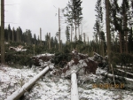Poškozené lesní porosty nad Rokytnicí nad Jizerou
