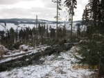 Poškozené lesní porosty nad Rokytnicí nad Jizerou