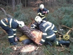 Hasiči na Turnovsku cvičili záchranu zavaleného dělníka v lese