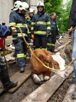 V Rokytnici spadla jalovice do potoka, hasiči ji vytáhli pomocí popruhů