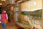 Výstava Krkonošského muzea ve Vrchlabí Soužití s velkými šelmami - náročný úkol i příležitost