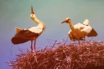 Tisková konference k vyhlášení kampaně Pták roku 2014Tisková konference k vyhlášení kampaně Pták roku 2014 - promítané obrázky čápů