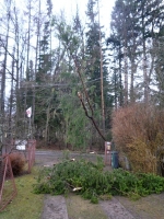 Spadlý strom na elektrické vedení v Zálesní Lhotě